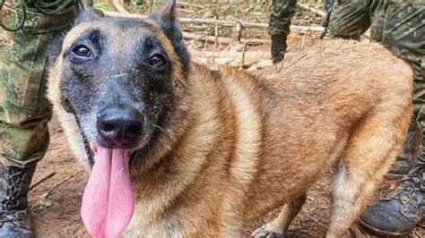 ¿Dónde está Wilson, el perro que ayudó en la búsqueda de los niños desaparecidos en la selva colombiana?